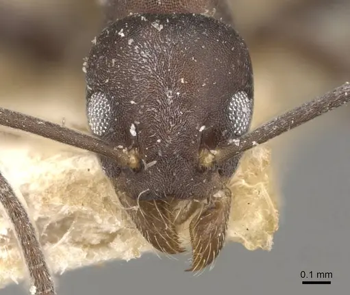 Technomyrmex butteli - CASENT0909796