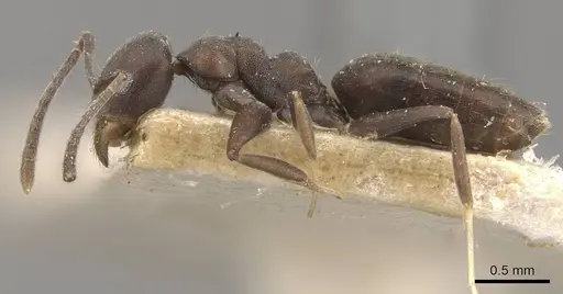 Technomyrmex butteli - CASENT0909796