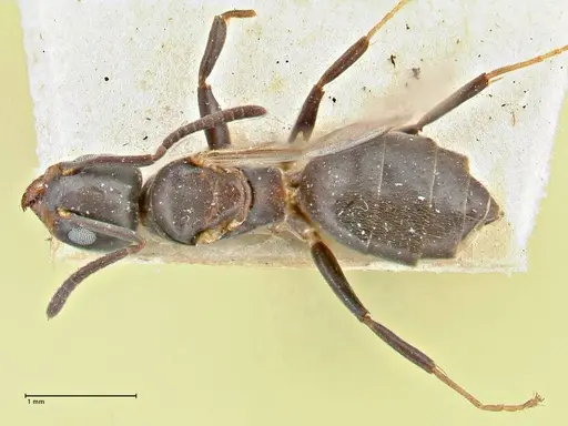 Technomyrmex butteli - FOCOL2880