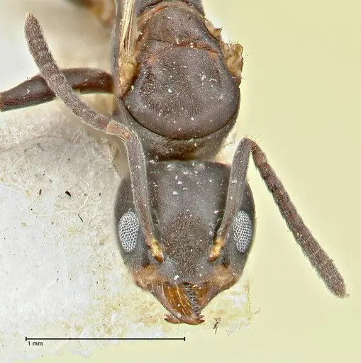 Technomyrmex butteli - FOCOL2880