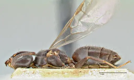 Technomyrmex butteli - FOCOL2880