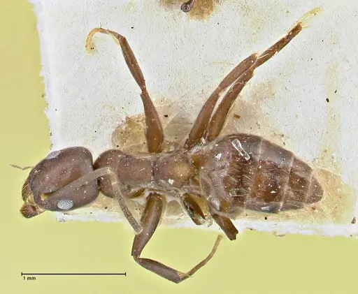 Technomyrmex butteli - FOCOL2881