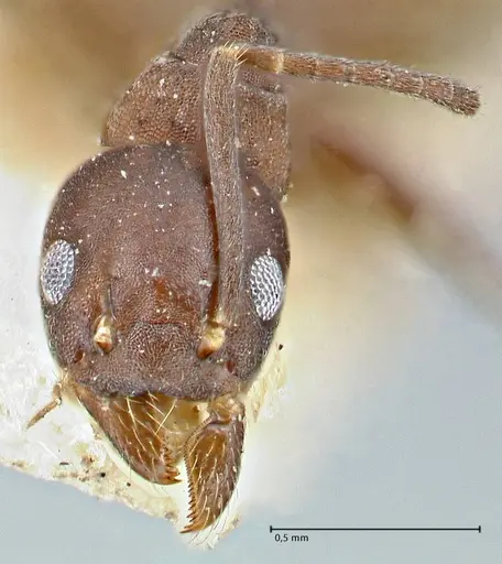 Technomyrmex butteli - FOCOL2881