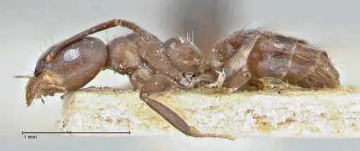 Technomyrmex butteli - FOCOL2881