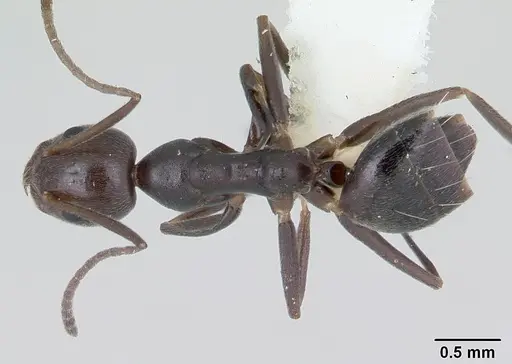 Technomyrmex camerunensis specimen