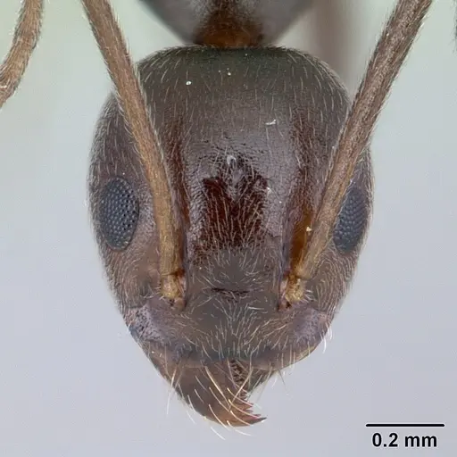 Technomyrmex camerunensis specimen