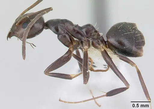 Technomyrmex camerunensis specimen