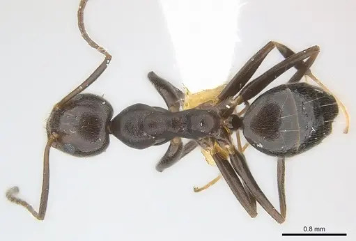 Technomyrmex camerunensis - CASENT0217129