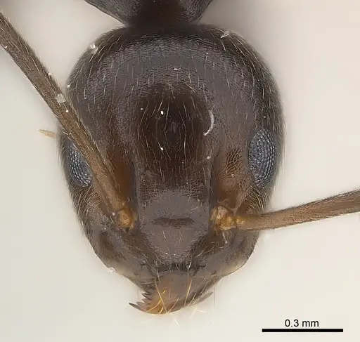 Technomyrmex camerunensis - CASENT0217129