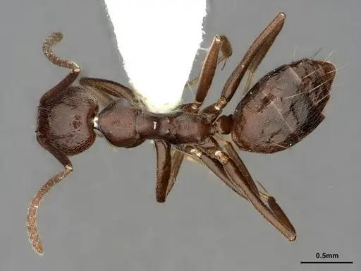 Technomyrmex camerunensis - CASENT0886044