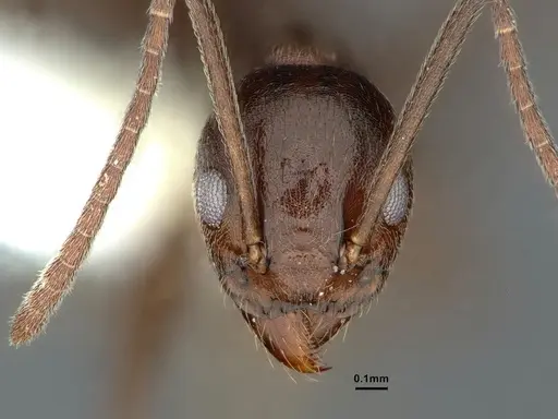 Technomyrmex camerunensis - CASENT0886044