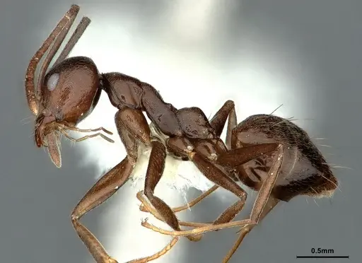 Technomyrmex camerunensis - CASENT0886044