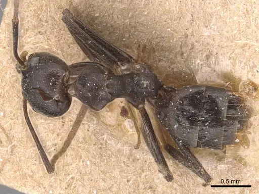 Technomyrmex camerunensis - CASENT0905068