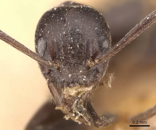 Technomyrmex camerunensis - CASENT0905068