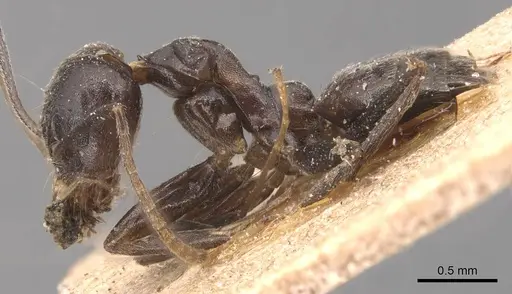 Technomyrmex camerunensis - CASENT0905068