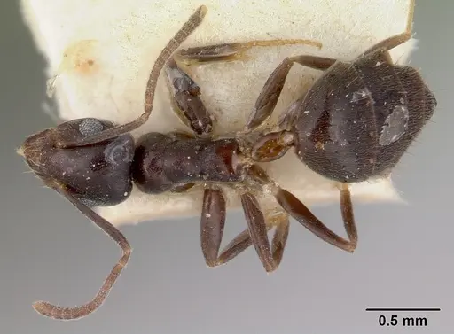 Technomyrmex cedarensis specimen
