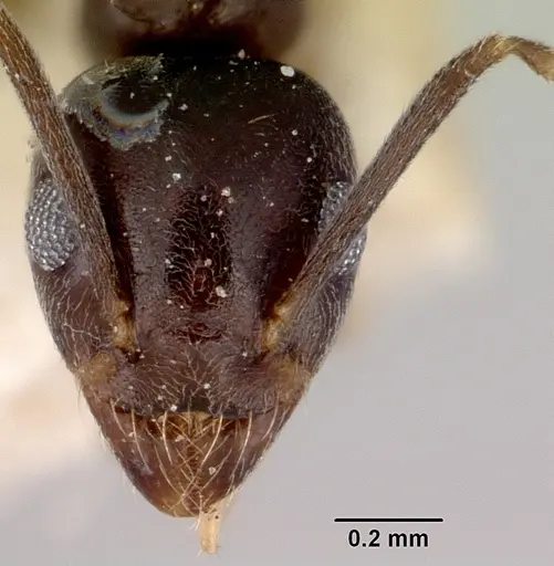 Technomyrmex cedarensis specimen