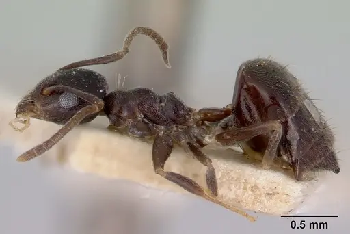 Technomyrmex cedarensis specimen