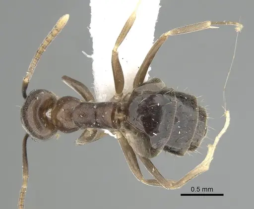 Technomyrmex cedarensis - CASENT0249779