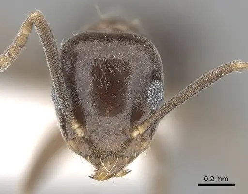 Technomyrmex cedarensis - CASENT0249779