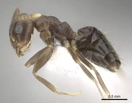 Technomyrmex cedarensis - CASENT0249779