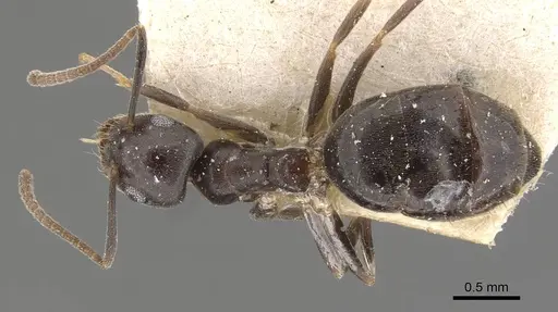 Technomyrmex cedarensis - CASENT0909790