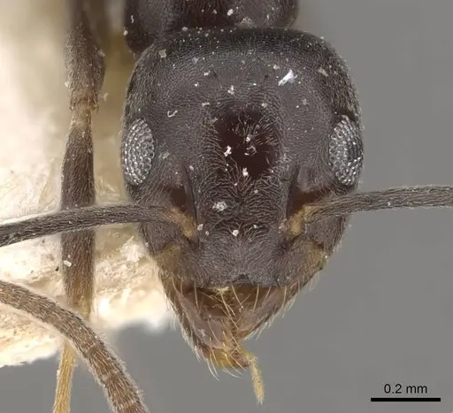 Technomyrmex cedarensis - CASENT0909790