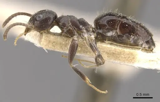 Technomyrmex cedarensis - CASENT0909790