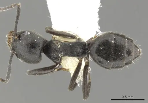 Technomyrmex certus specimen