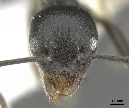 Technomyrmex certus specimen