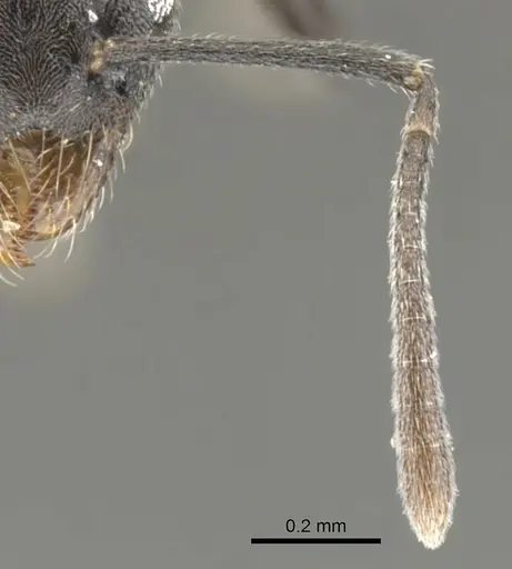 Technomyrmex certus specimen