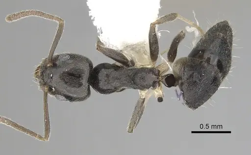 Technomyrmex cheesmanae specimen
