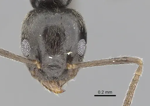 Technomyrmex cheesmanae specimen