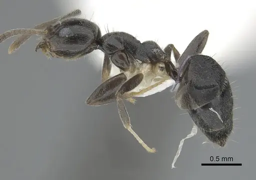 Technomyrmex cheesmanae specimen