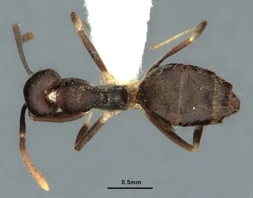 Technomyrmex cheesmanae - CASENT0886045