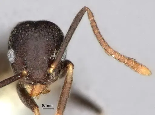 Technomyrmex cheesmanae - CASENT0886045