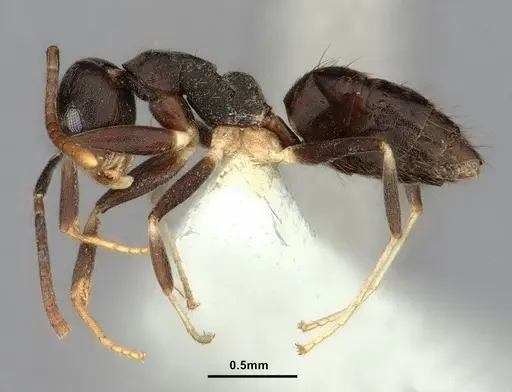 Technomyrmex cheesmanae - CASENT0886045