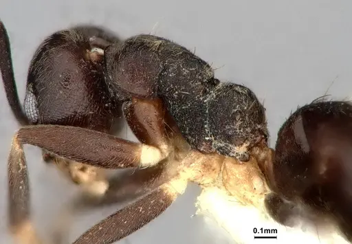 Technomyrmex cheesmanae - CASENT0886045