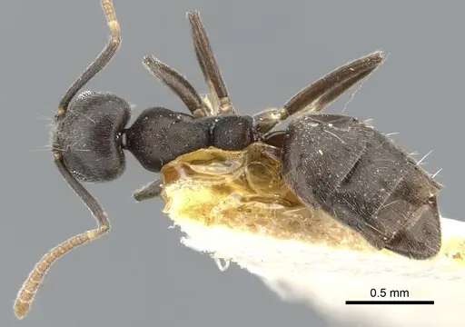 Technomyrmex cheesmanae - CASENT0903038