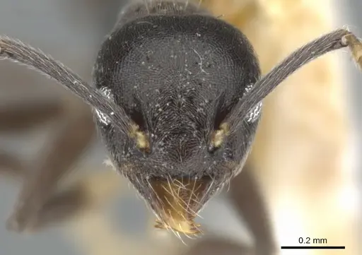 Technomyrmex cheesmanae - CASENT0903038