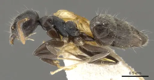 Technomyrmex cheesmanae - CASENT0903038