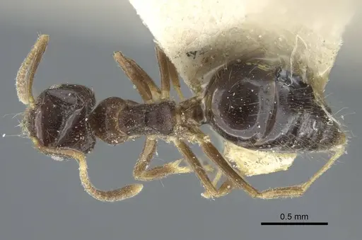 Technomyrmex convexifrons specimen