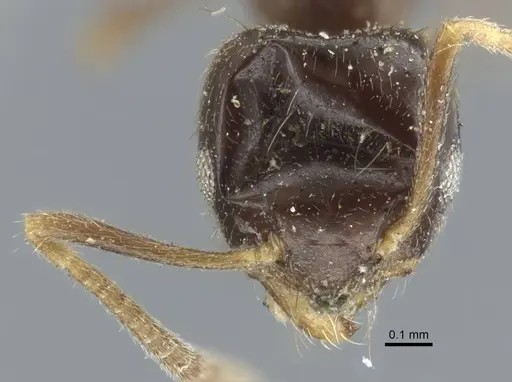 Technomyrmex convexifrons specimen