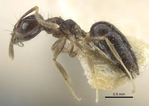 Technomyrmex convexifrons specimen