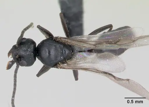 Technomyrmex curiosus specimen