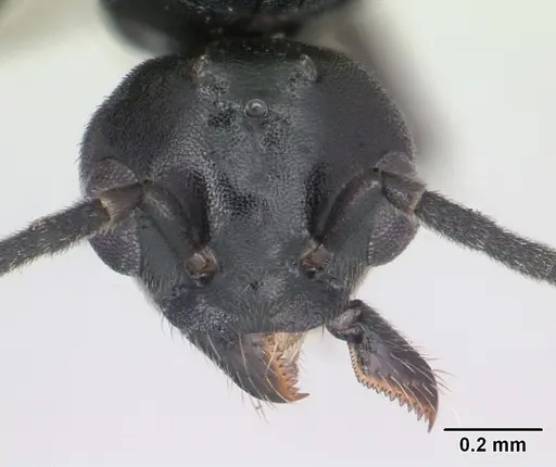 Technomyrmex curiosus specimen