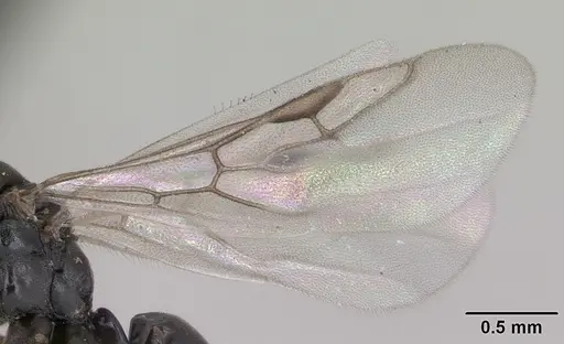 Technomyrmex curiosus - CASENT0070364