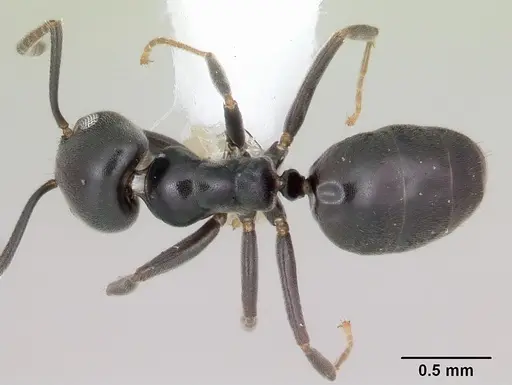 Technomyrmex curiosus - CASENT0103270