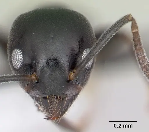 Technomyrmex curiosus - CASENT0103270