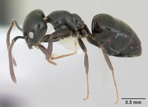 Technomyrmex curiosus - CASENT0103270